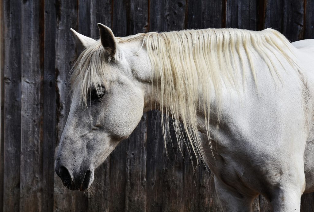 Huisregels Paardenmarkt