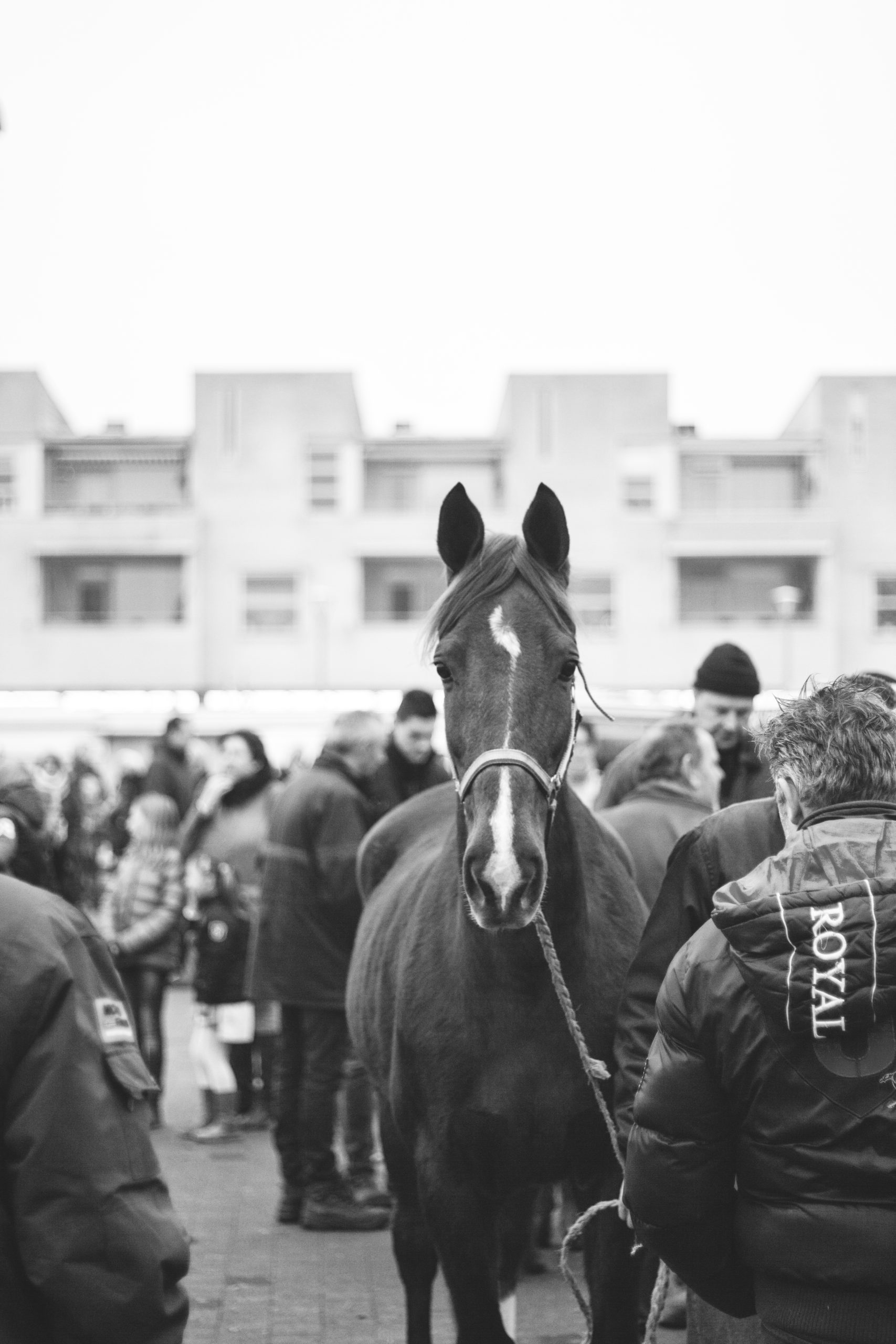 Hobby Horse